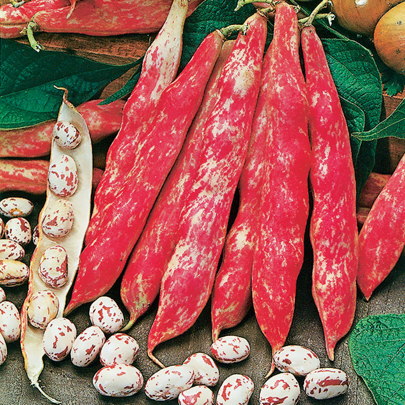 French Horticultural Bush Bean Dwarf