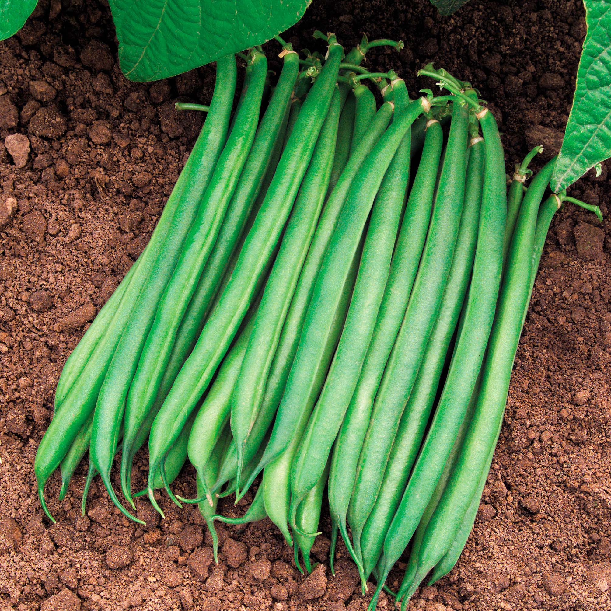 Valentino (Green Bush) Bean