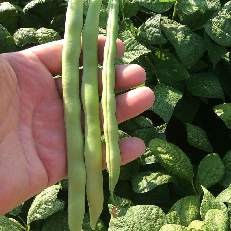 Kentucky Wonder Green Pole Bean