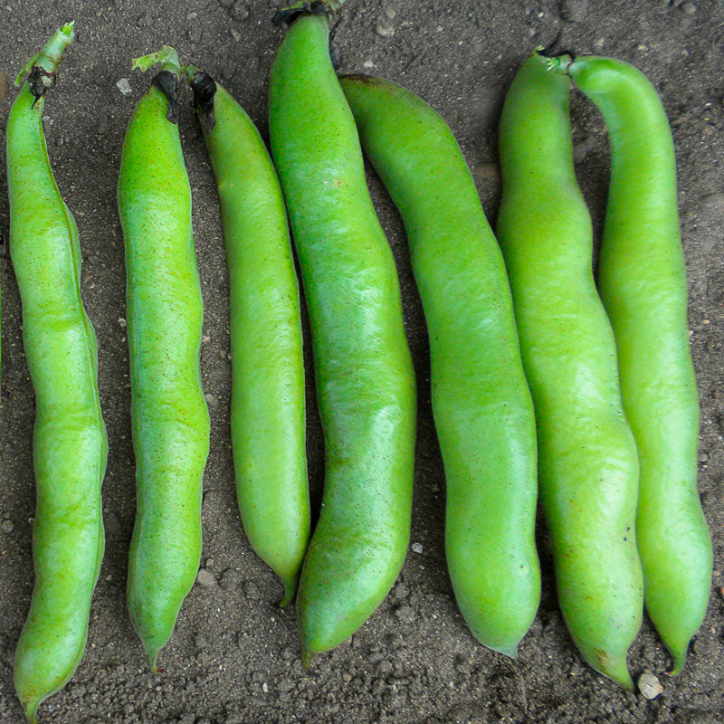 Vroma Untreated Fava Bean