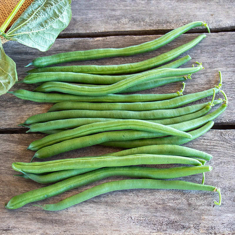 Jade II Green Bush Bean