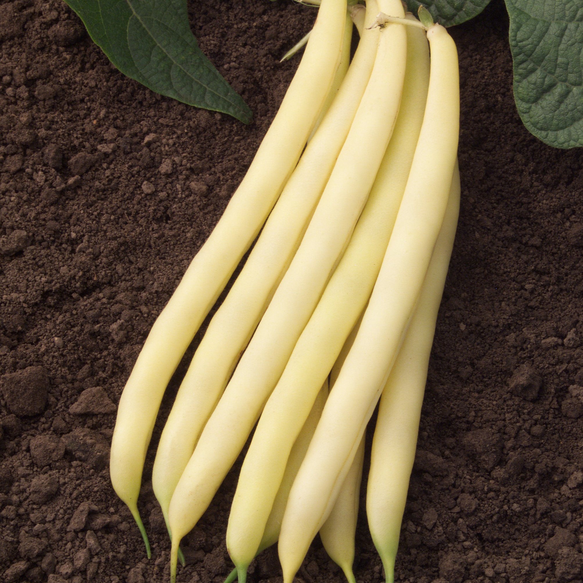 Gold Mine (Wax Bush) Bean