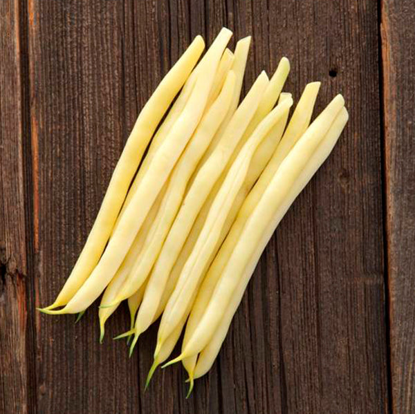 SV1003GF Yellow Wax Bean