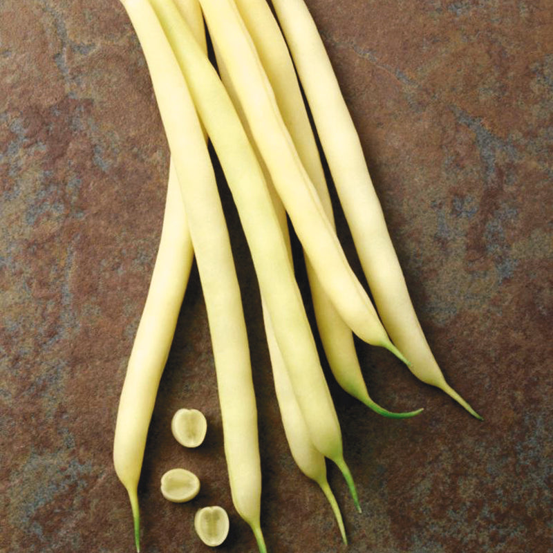 Gold Dust (Wax Bush) Bean