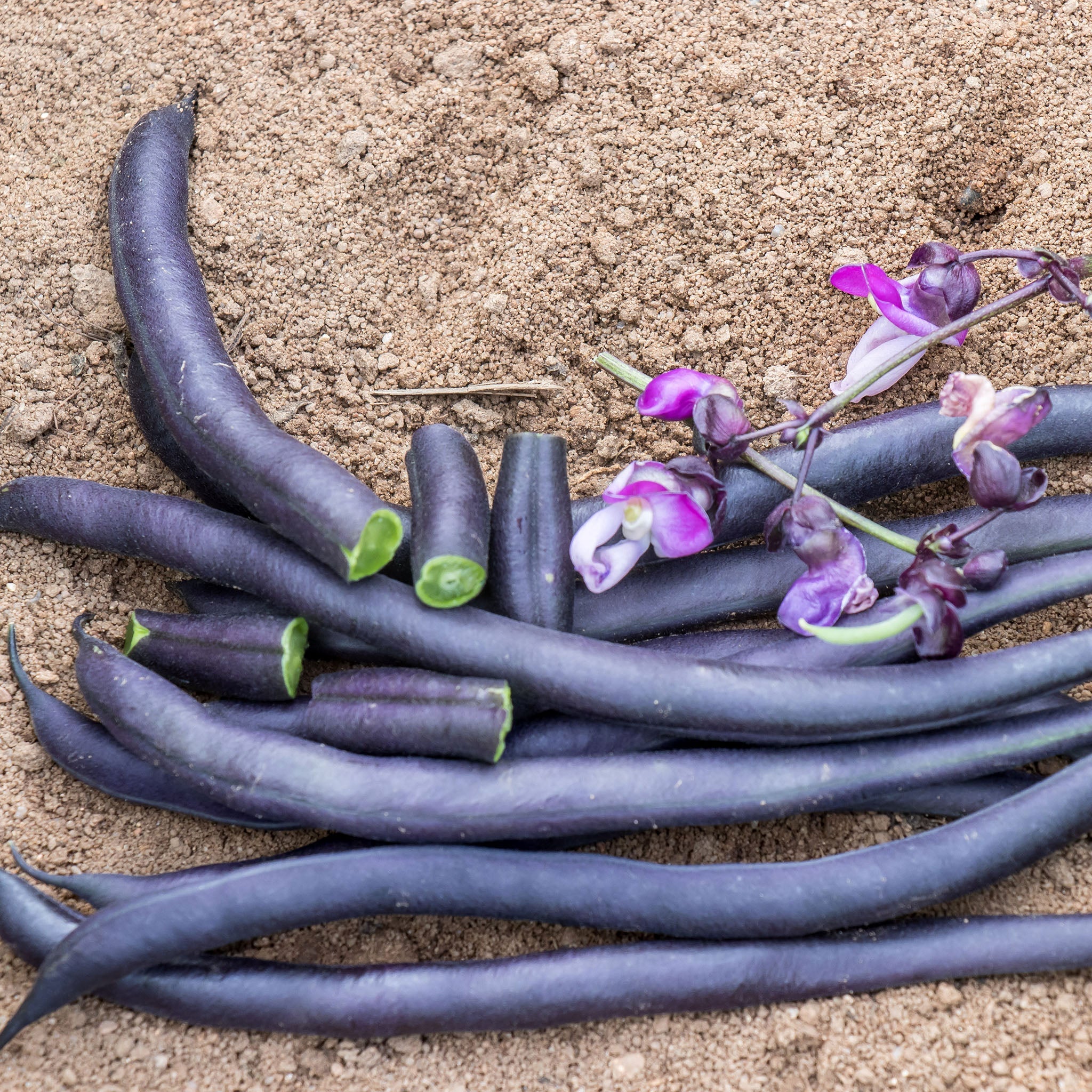 Stokes Seeds Purple Queen Bean