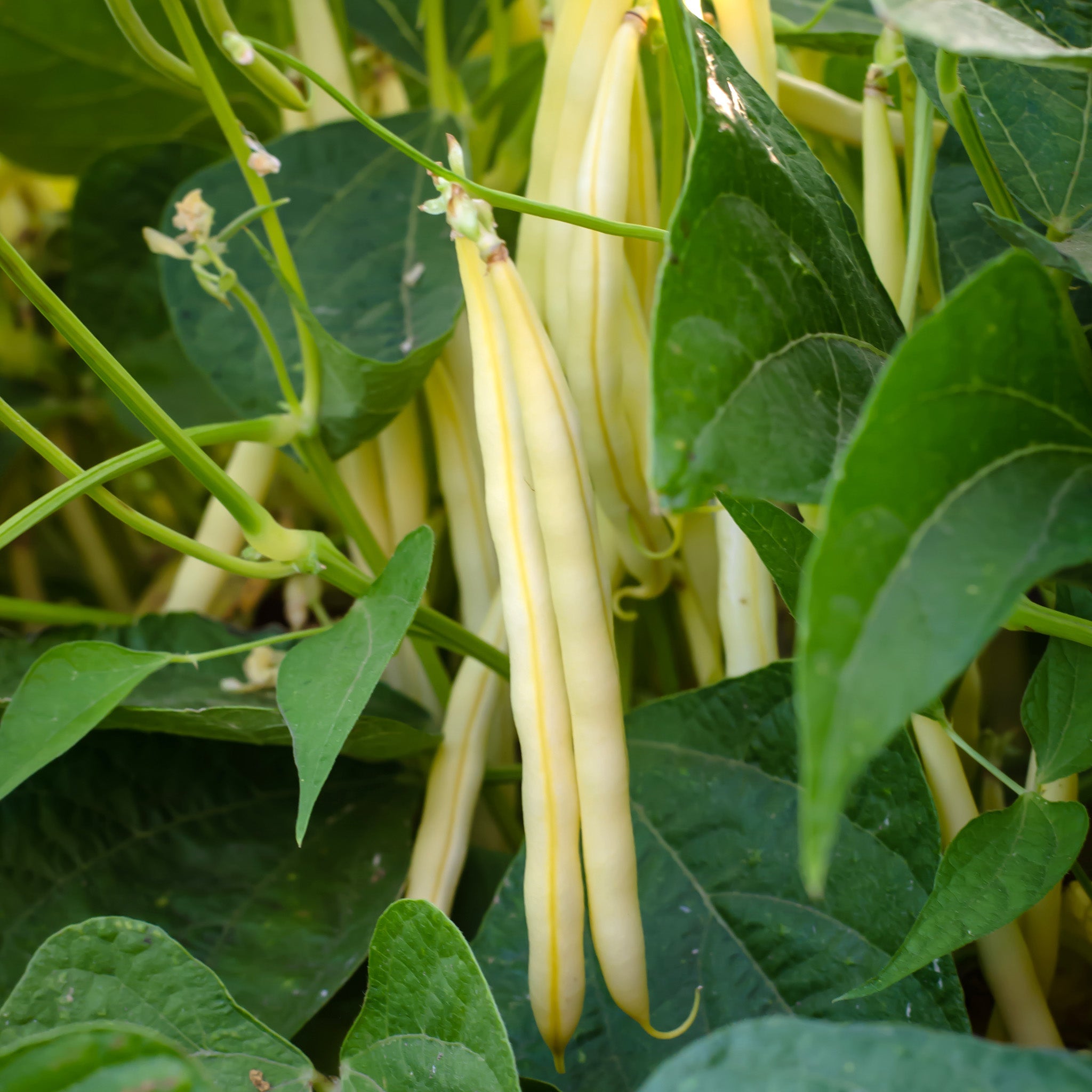 DW 630 Yellow Wax Bean