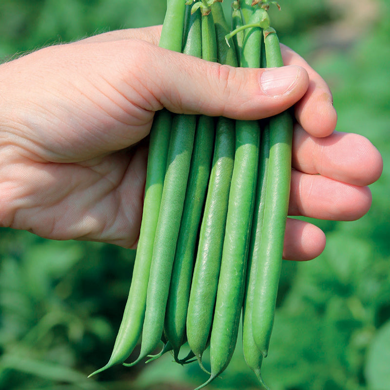 Lewis Green Bush Bean