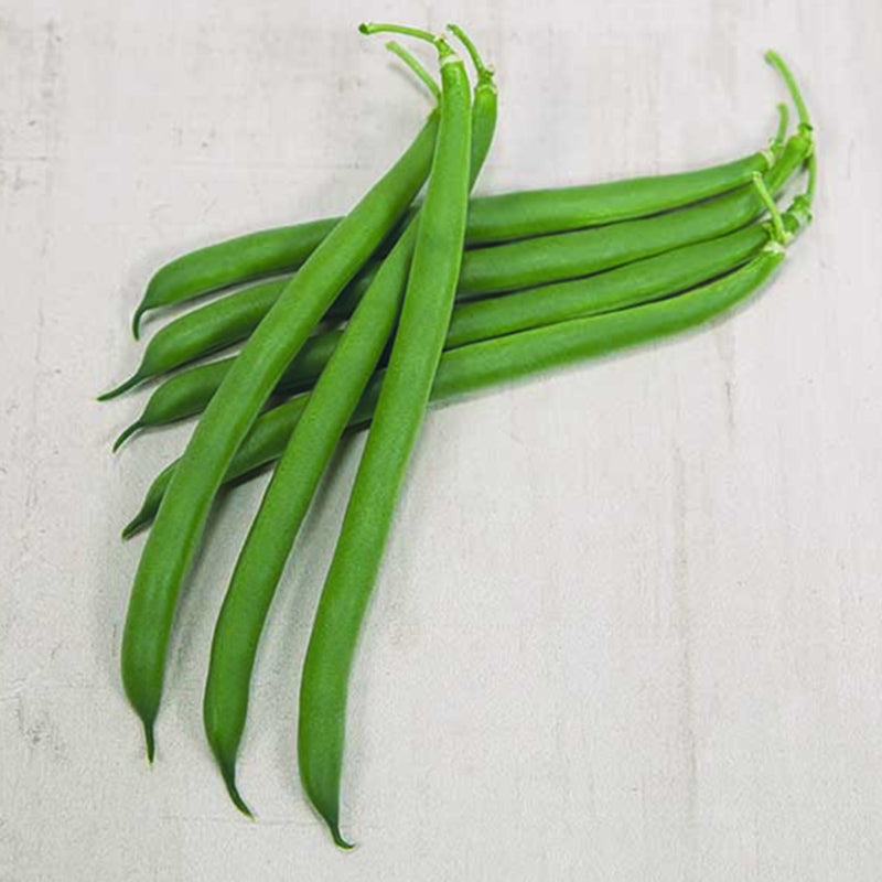 Outlaw Green Bush Bean