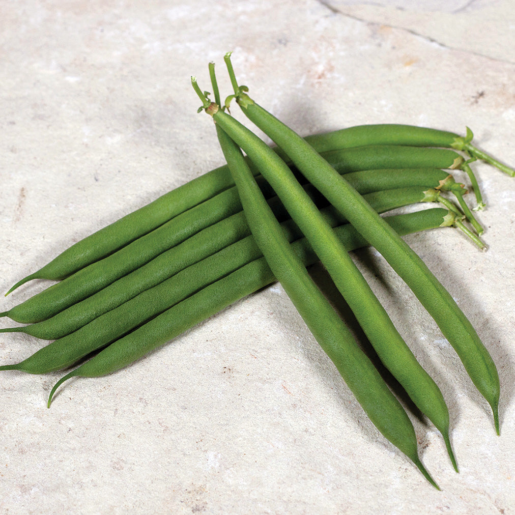 Desperado Green Bush Bean