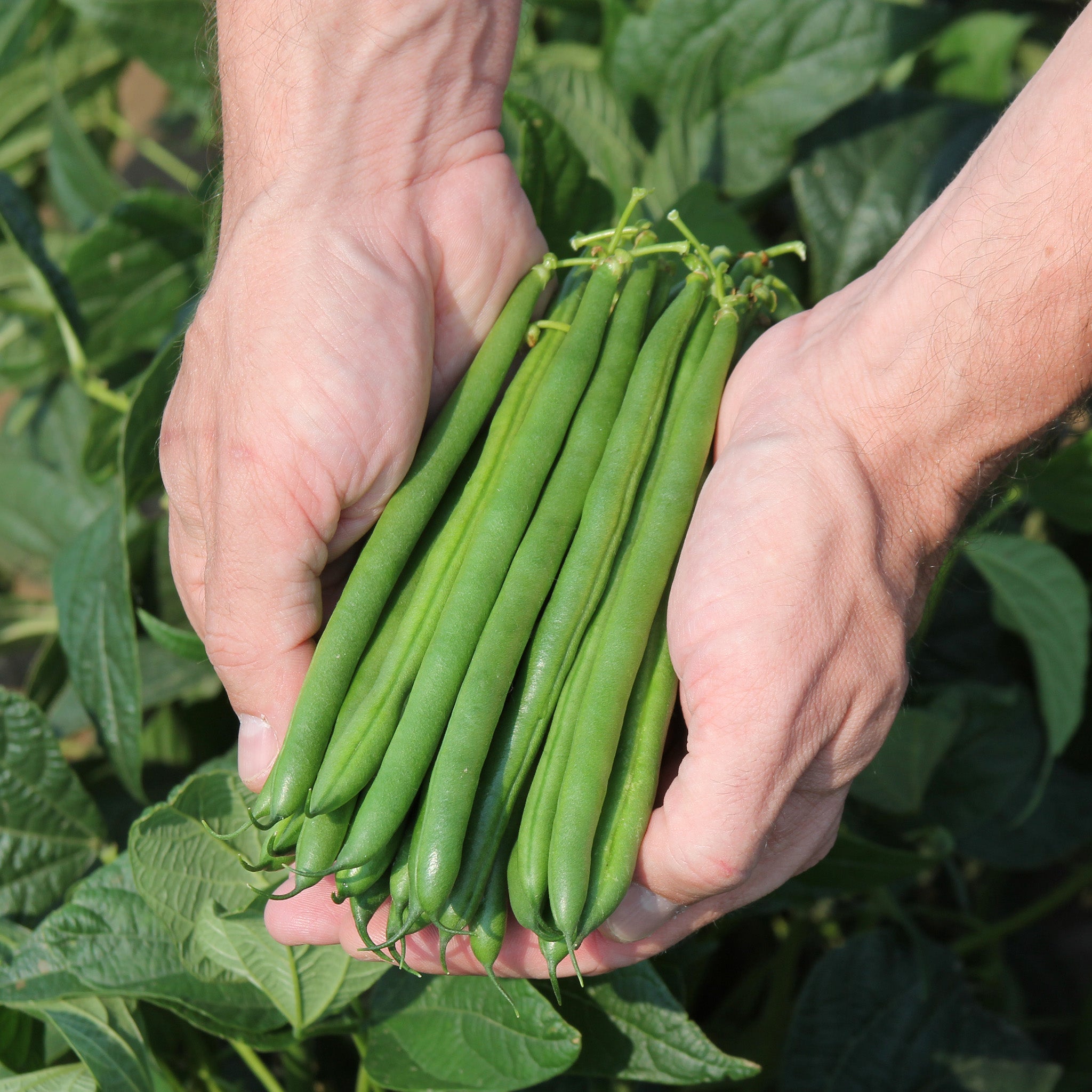 Wyatt Green Bush Bean