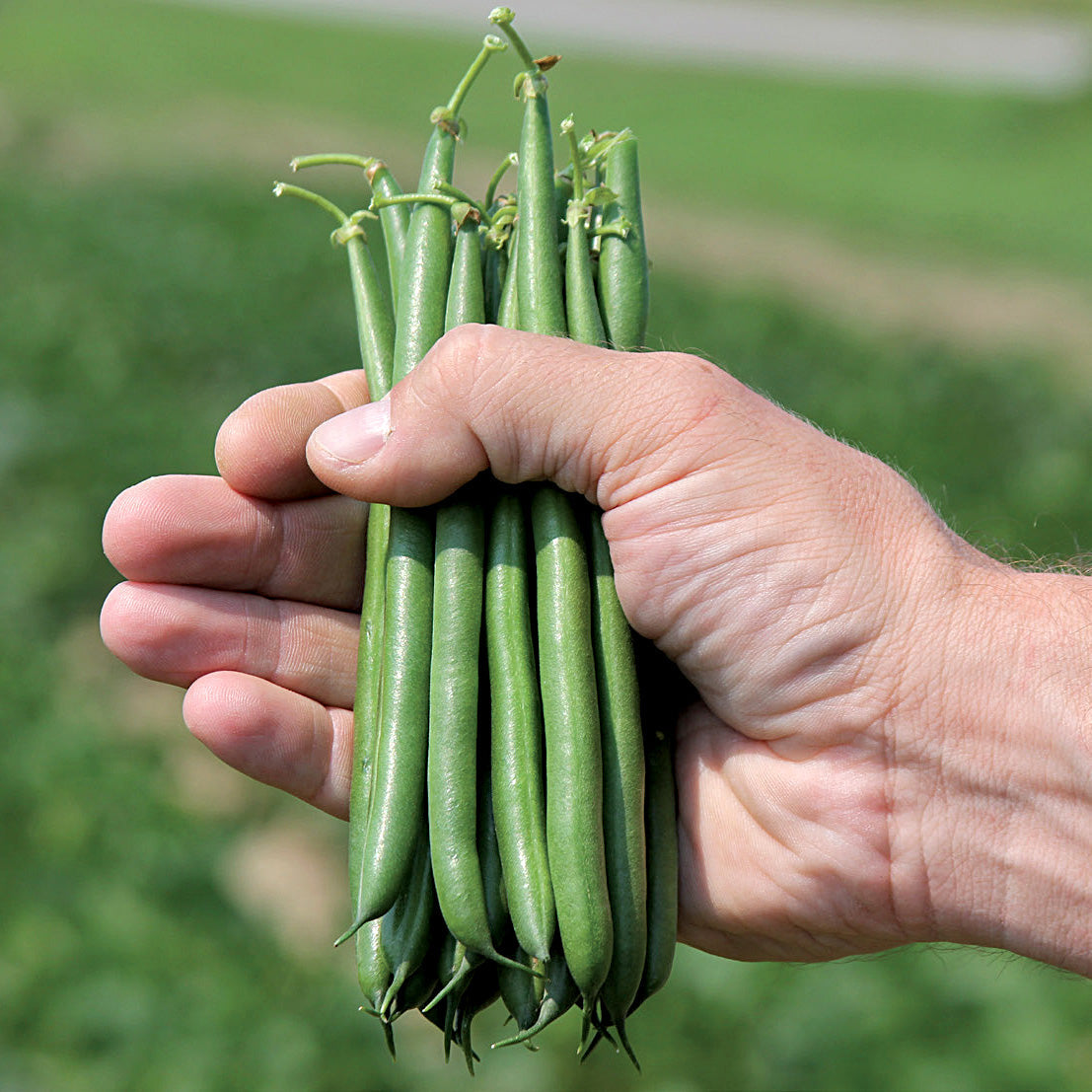 Aldrin (Green Bush) Bean
