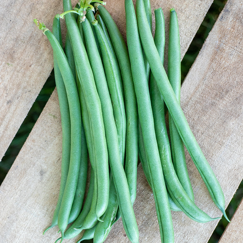 Seychelles Green Pole Bean