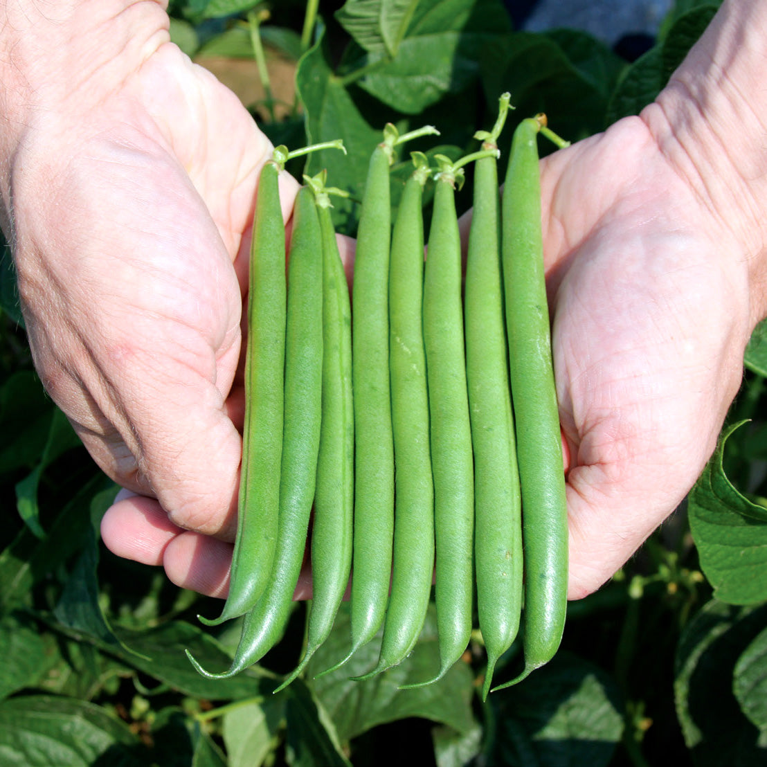 Bowie (Green Bush) Bean