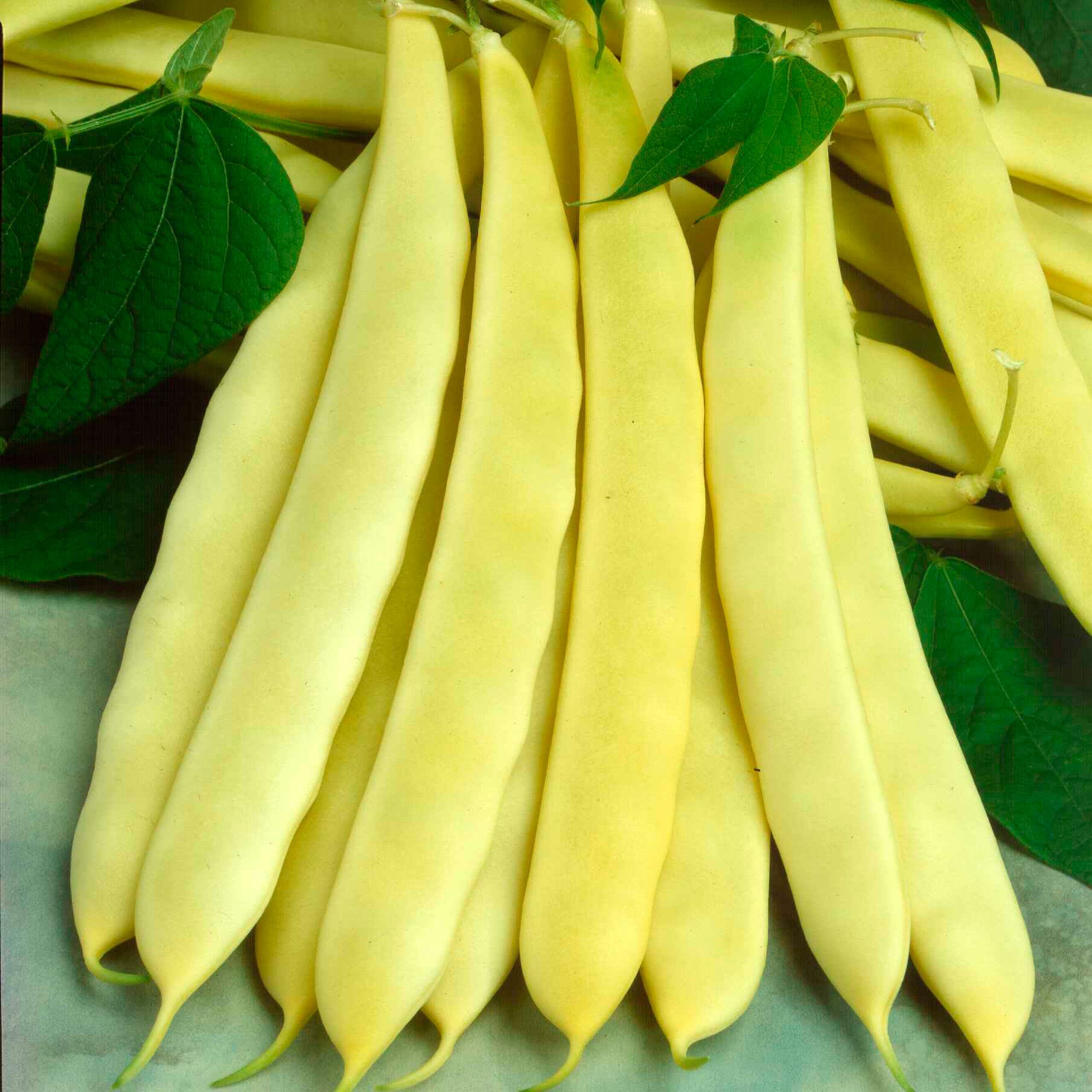Capitano Yellow Romano Bean