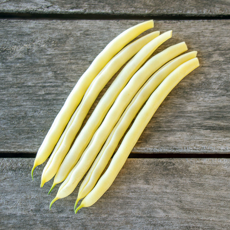 Goldrush Bean (Wax Bush)