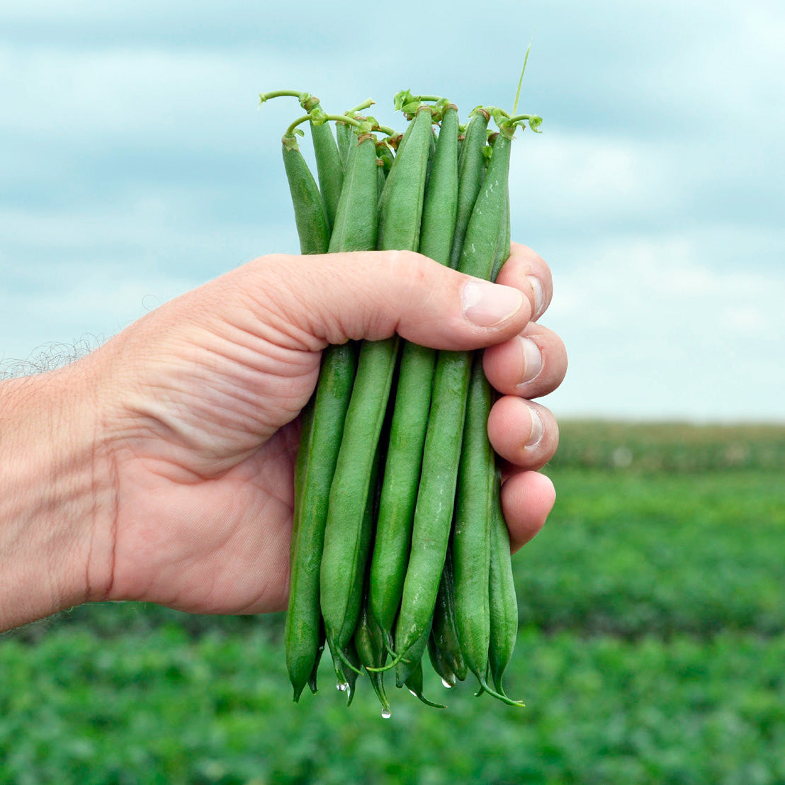 Lasalle Green Bush Bean
