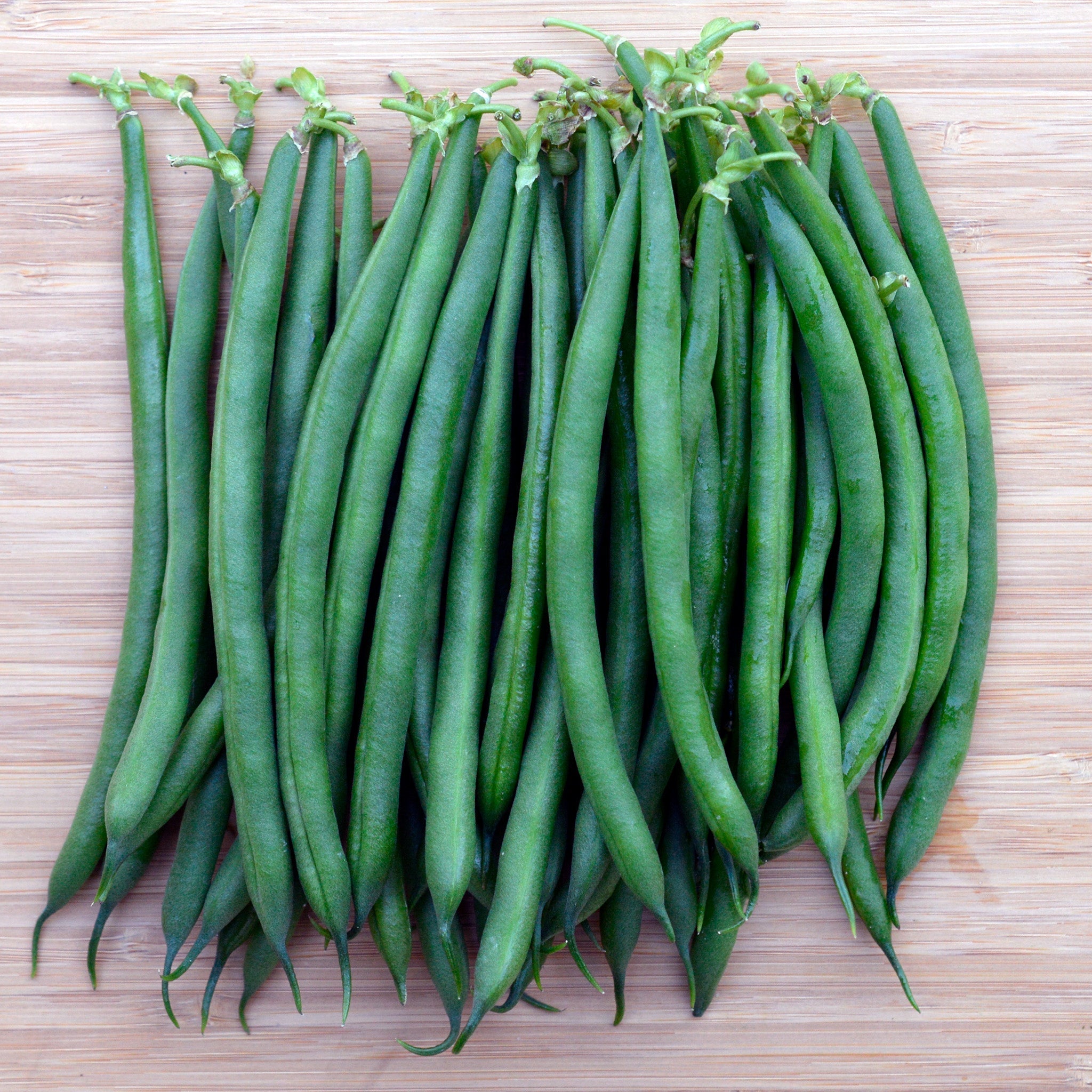 Pharaoh Green Bush Bean