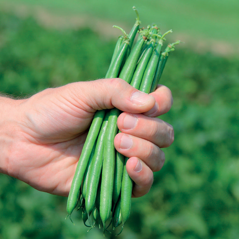 Pike Untreated Bean (Green Bush)