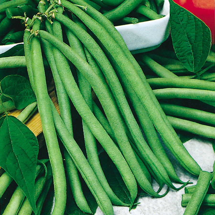 Blue Lake Green Pole Bean