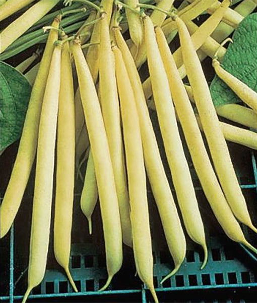 Kentucky Wonder Wax Bean