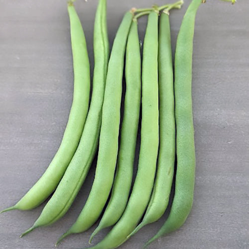 BBL 156 Bush Blue Lake Bean