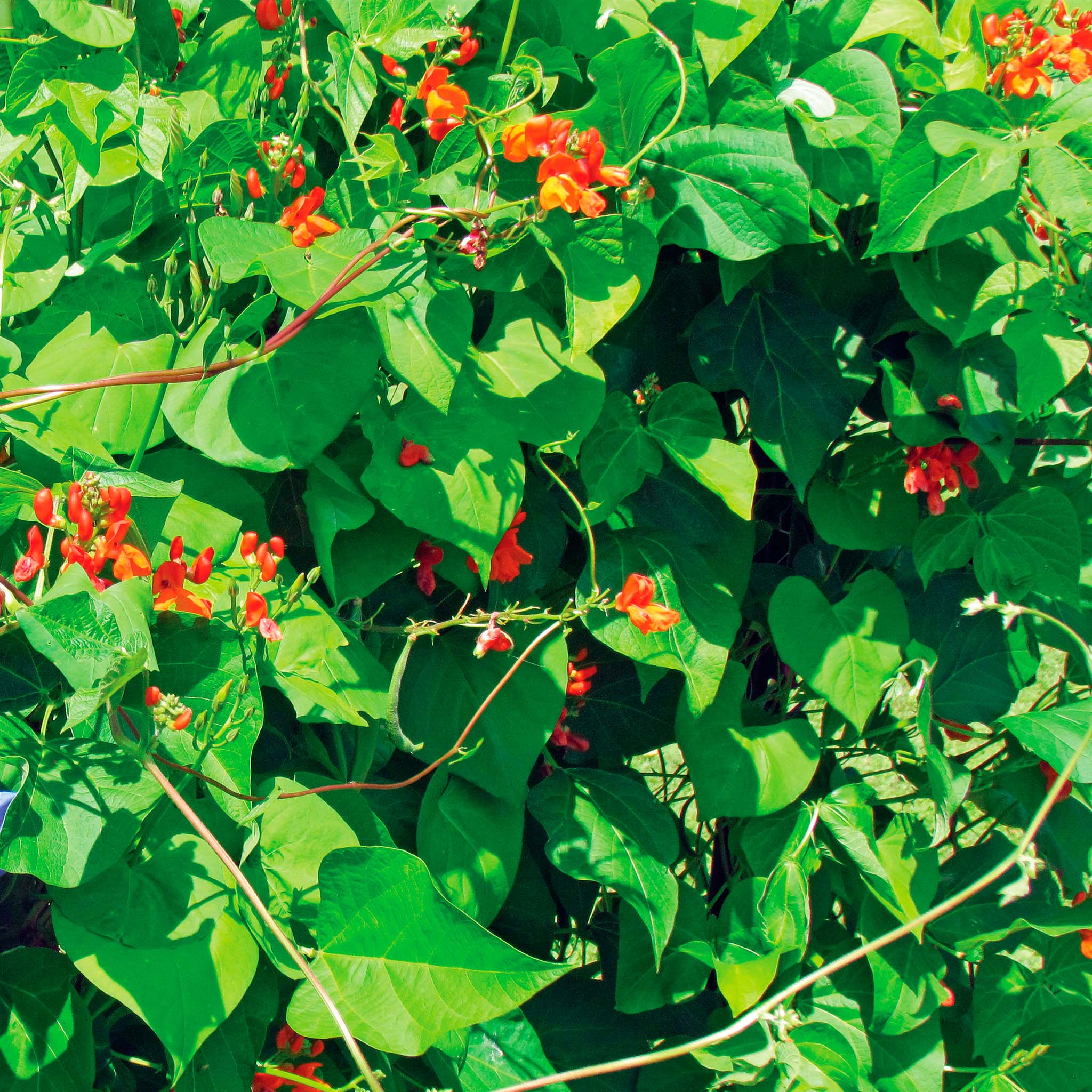Scarlet Runner Red Pole Bean