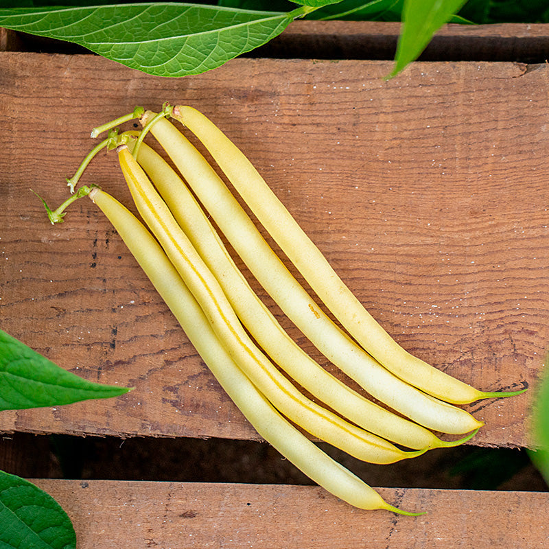 Dawson Gold Wax Bean
