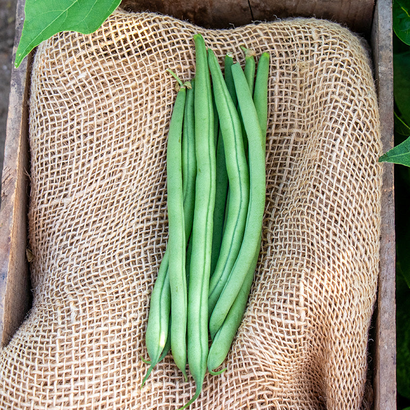 Blue Lake Superior Green Bush Bean