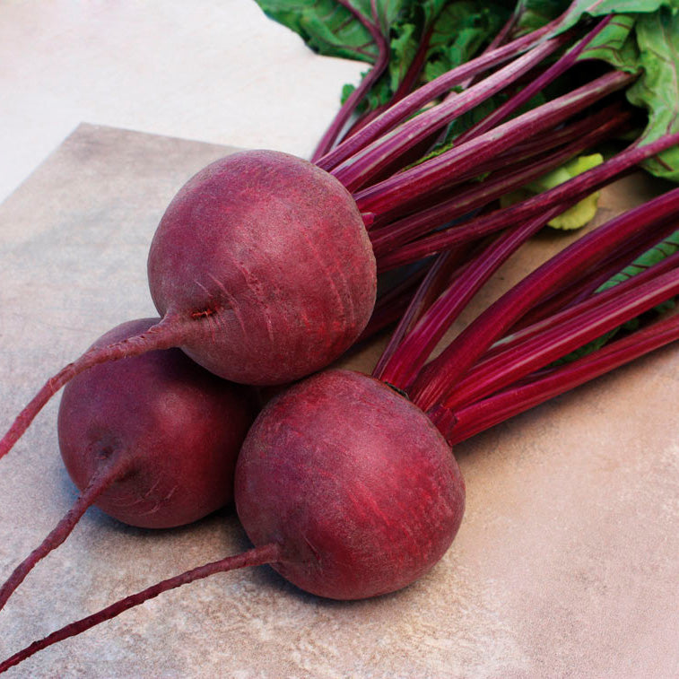 Kestrel Beet Hybrid