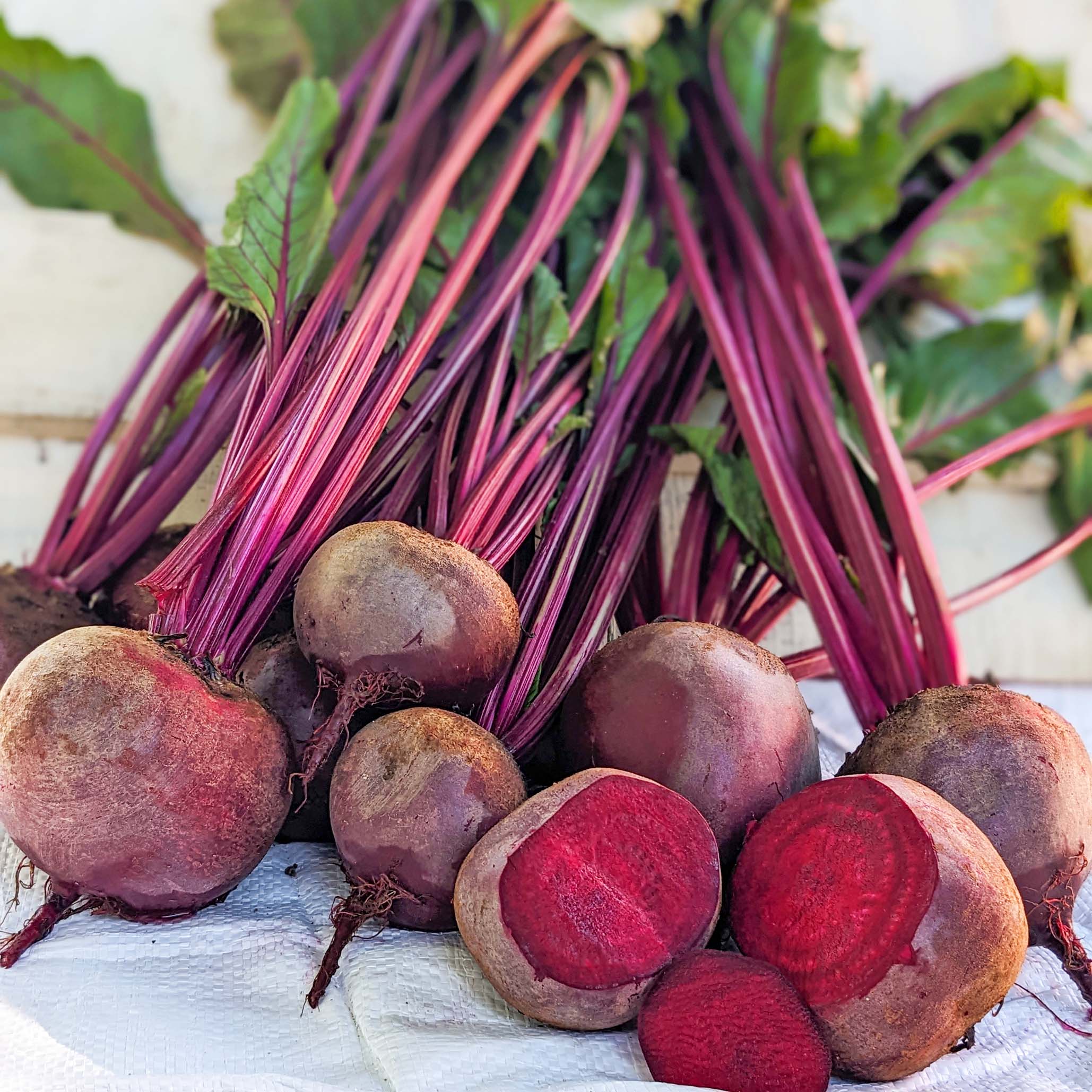 Red Atlas Beet