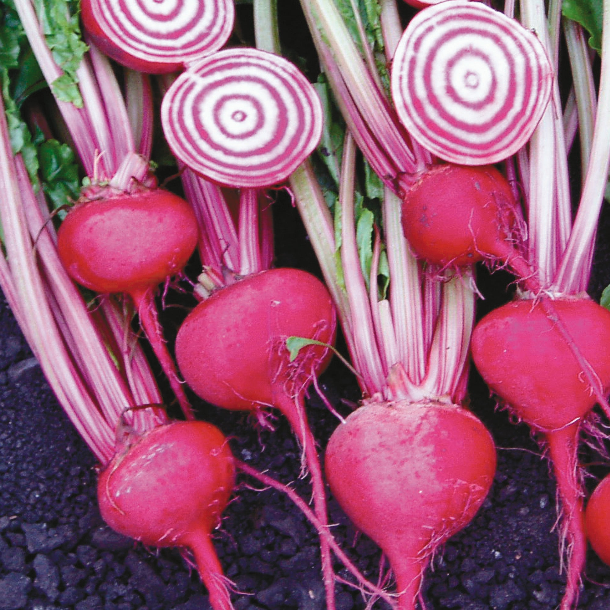 Chioggia Guardsmark Beet