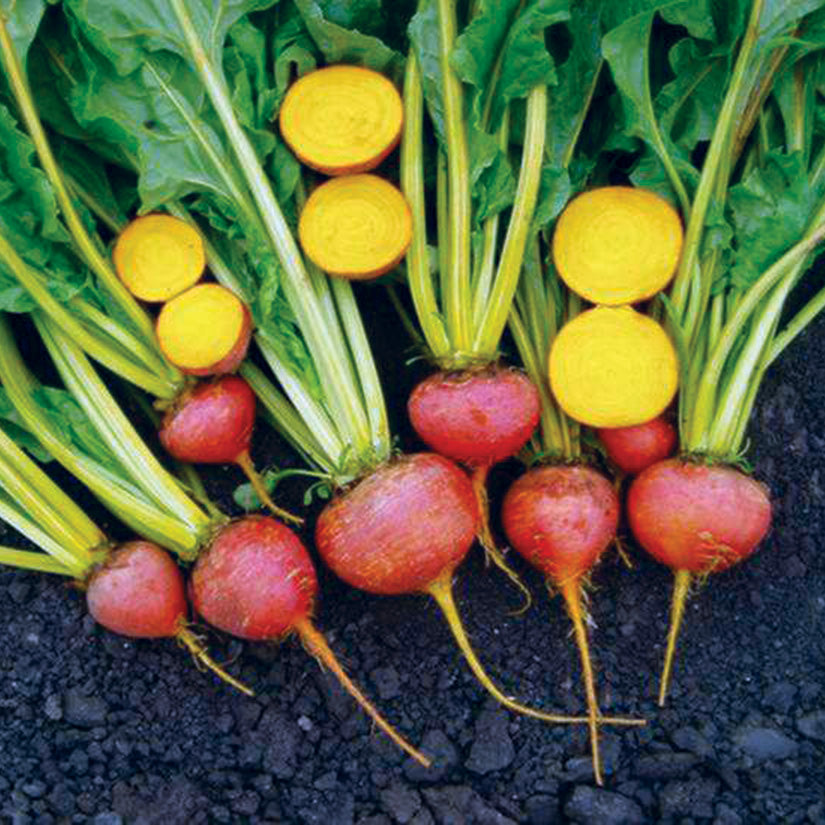 Touchstone Gold Beet