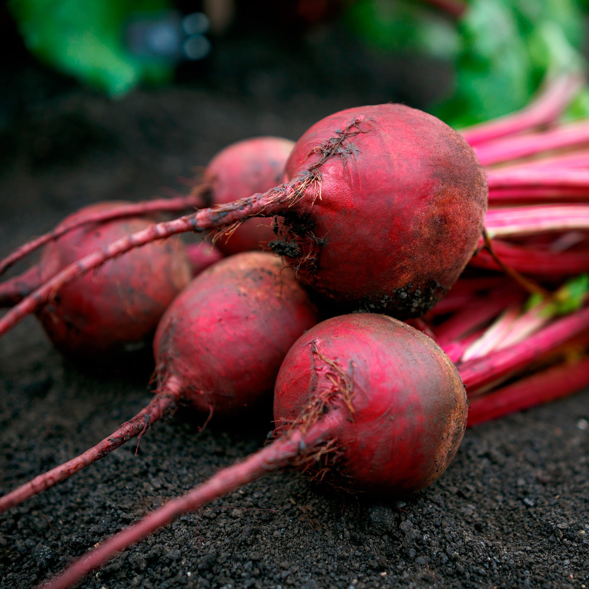 Borealis Beet Hybrid