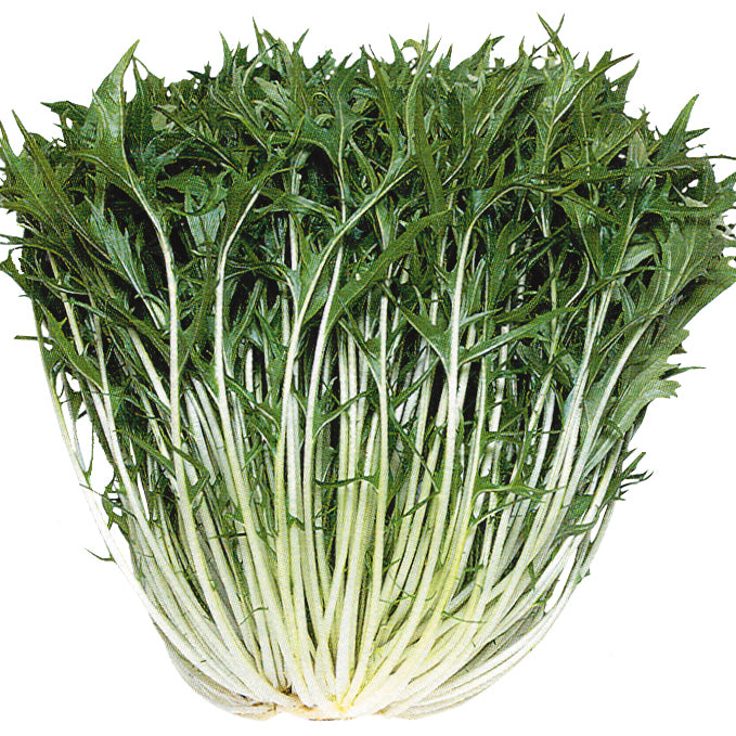 Mizuna Early Japanese Green