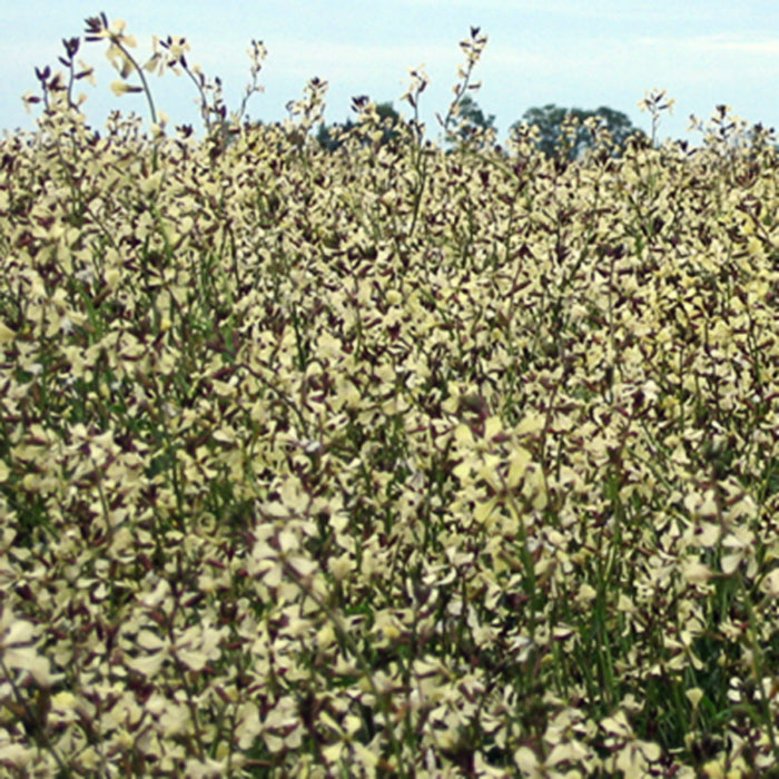 Arugula Nemat Cover Crop