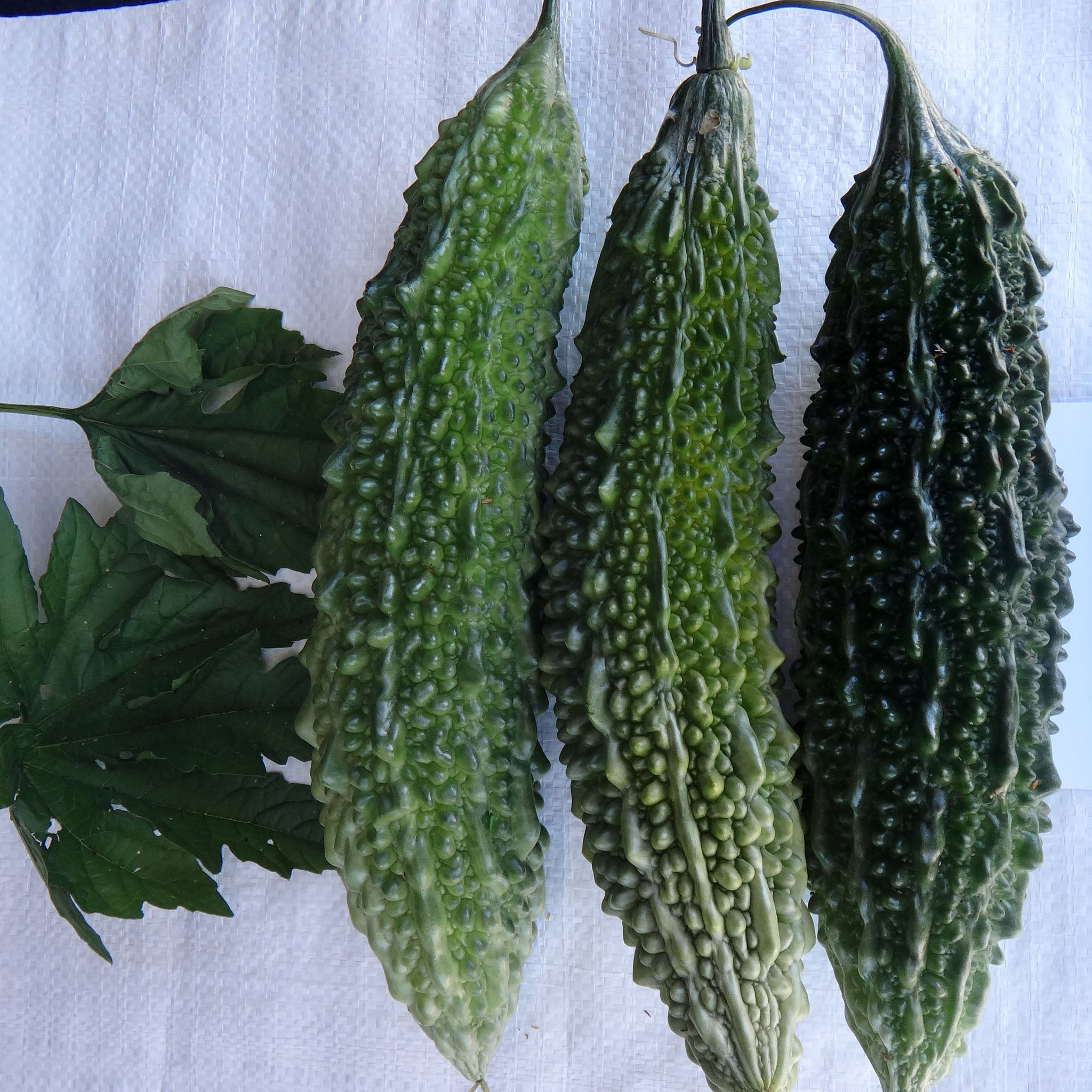 Bitter Gourd Chinese Vegetable