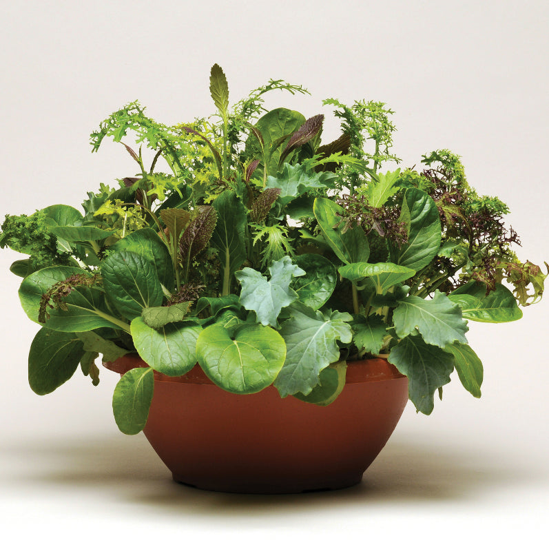 Simplysalad Wonder Wok Pelleted Untreated Lettuce