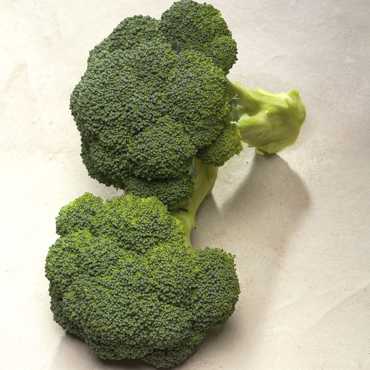 Diplomat Broccoli Hybrid