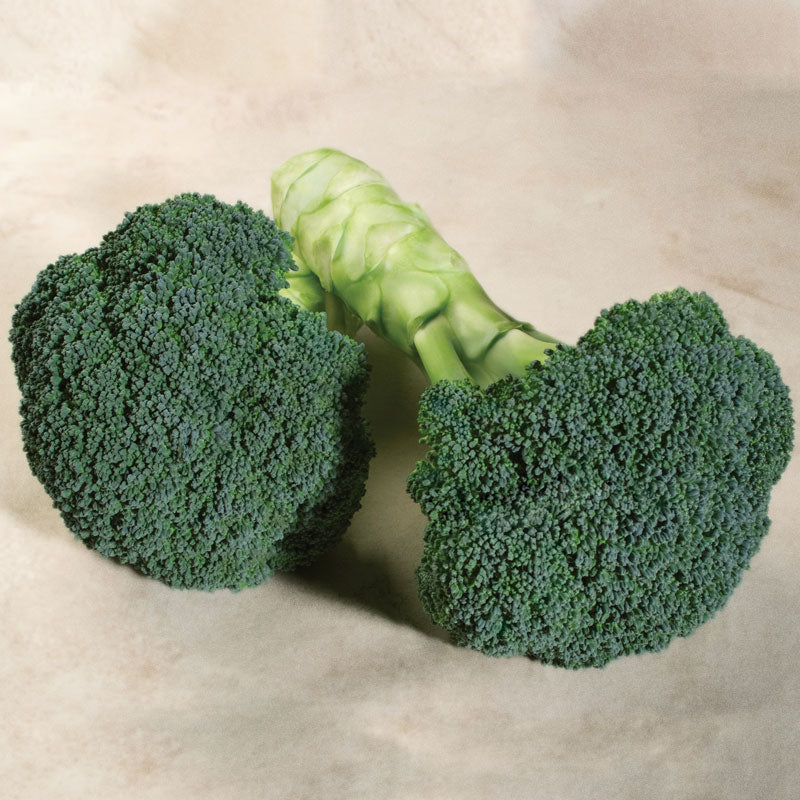 Emerald Crown Broccoli Hybrid