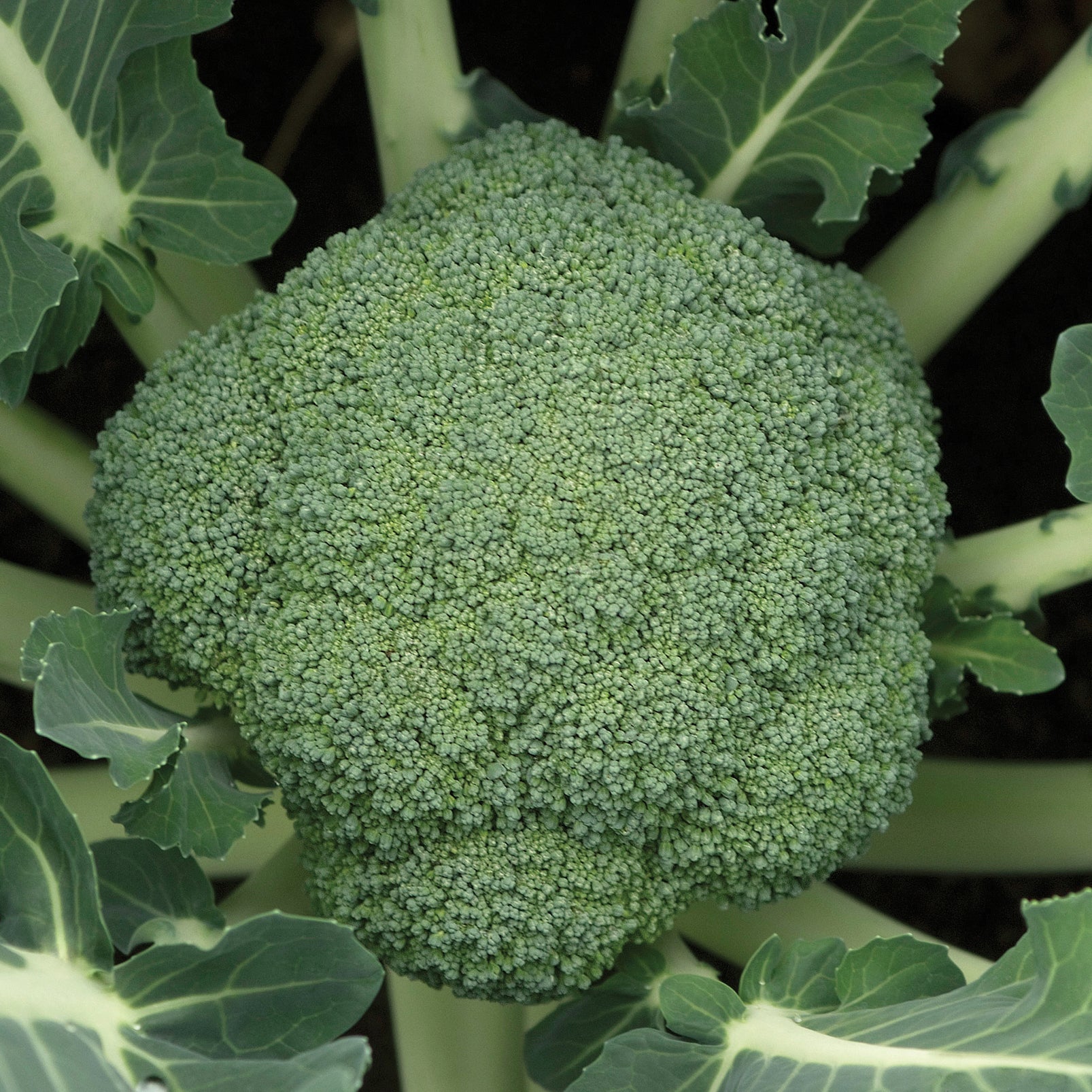 Green Gold Broccoli Hybrid