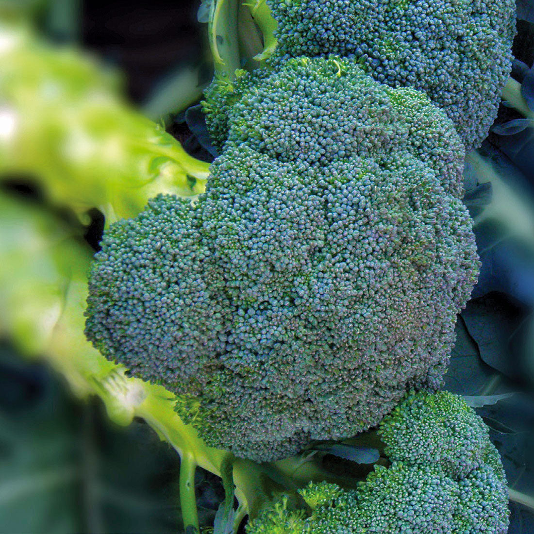 Asteroid Broccoli Hybrid