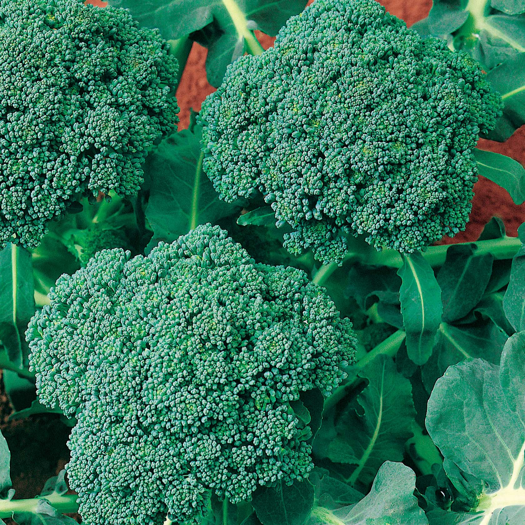 Italian Sprouting Untreated Broccoli