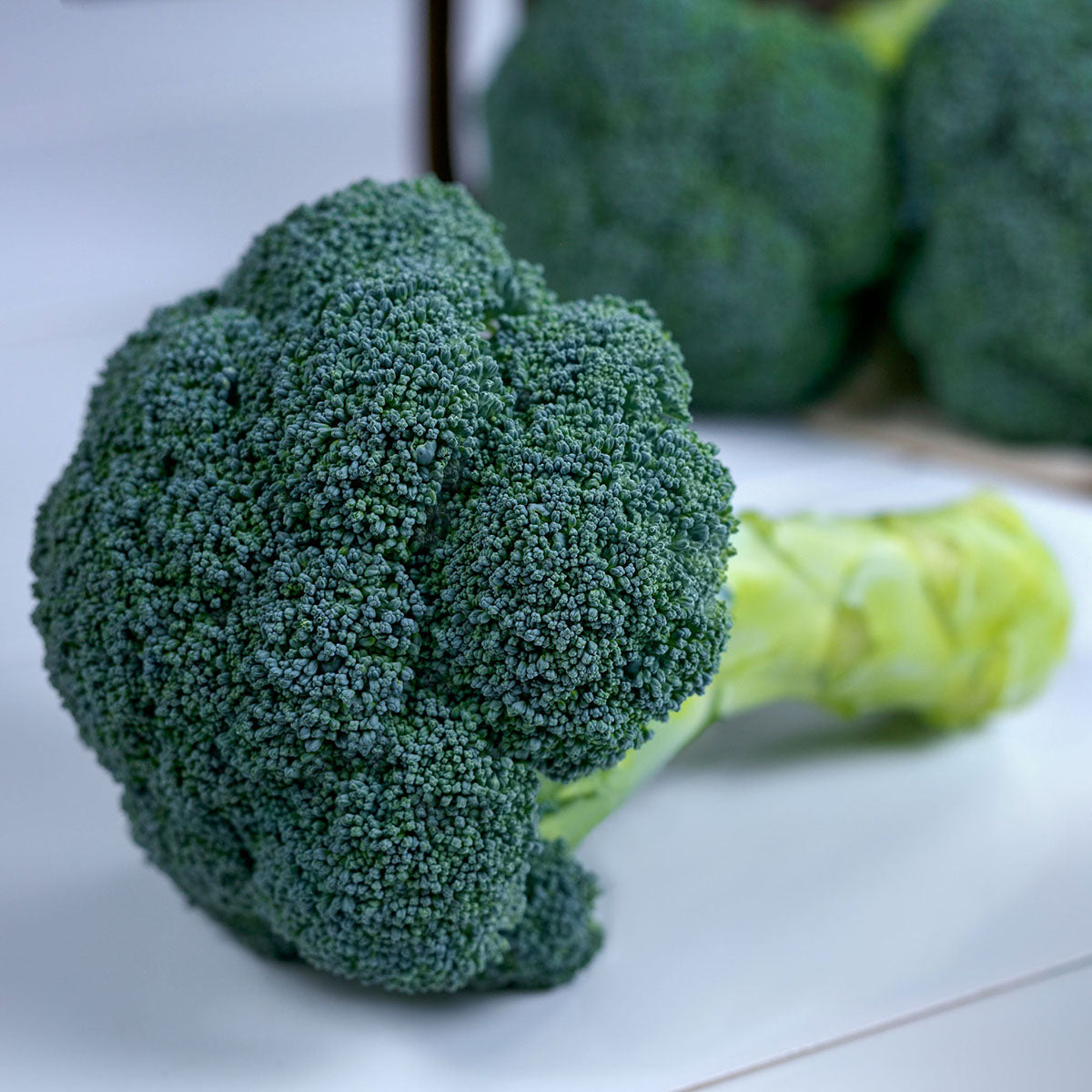 Dynasty (SBC6569) Broccoli Hybrid