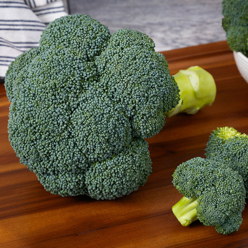 Fortress Broccoli Hybrid