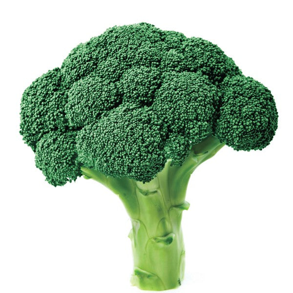 Tlaloc Broccoli Hybrid
