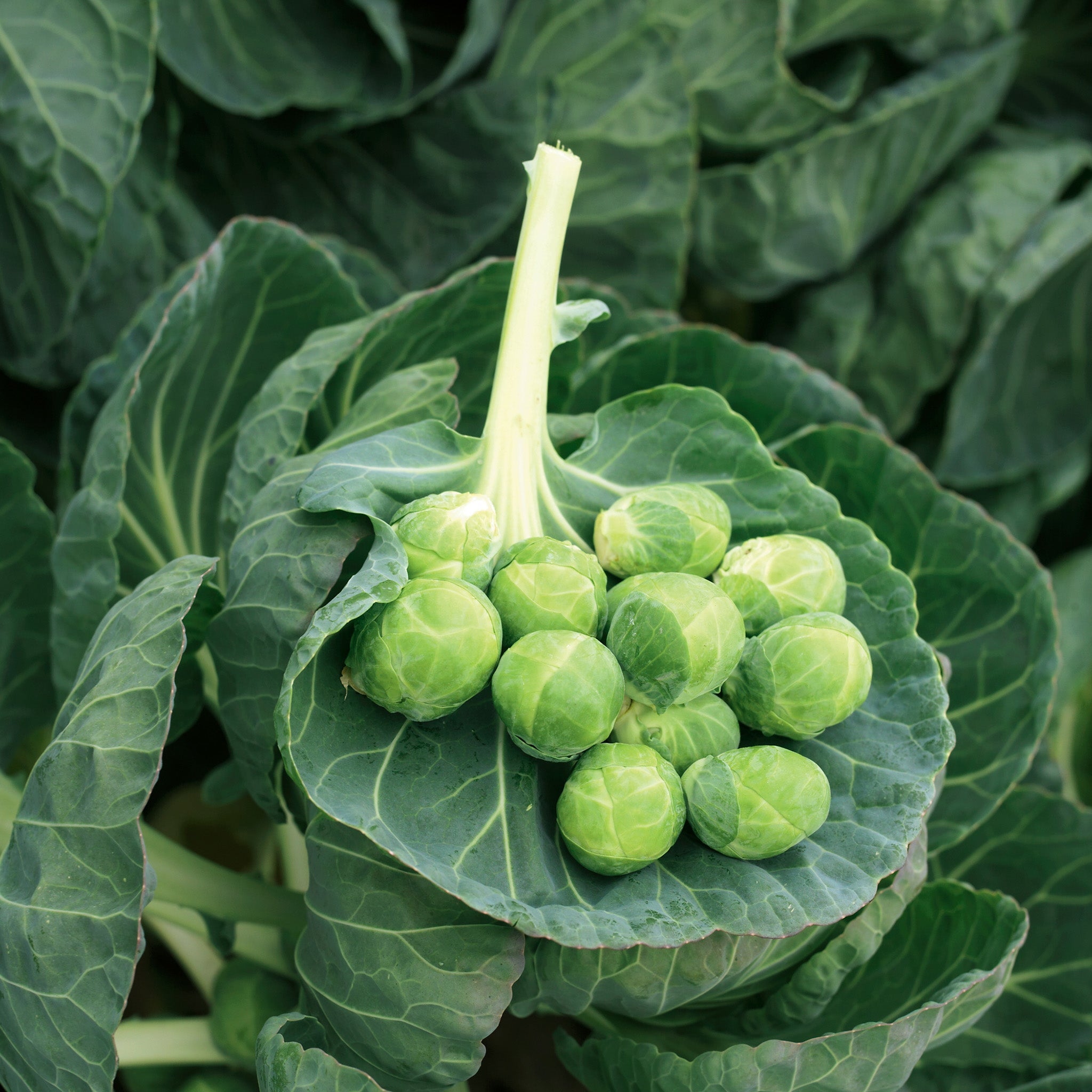 Gustus Brussels Sprouts Hybrid