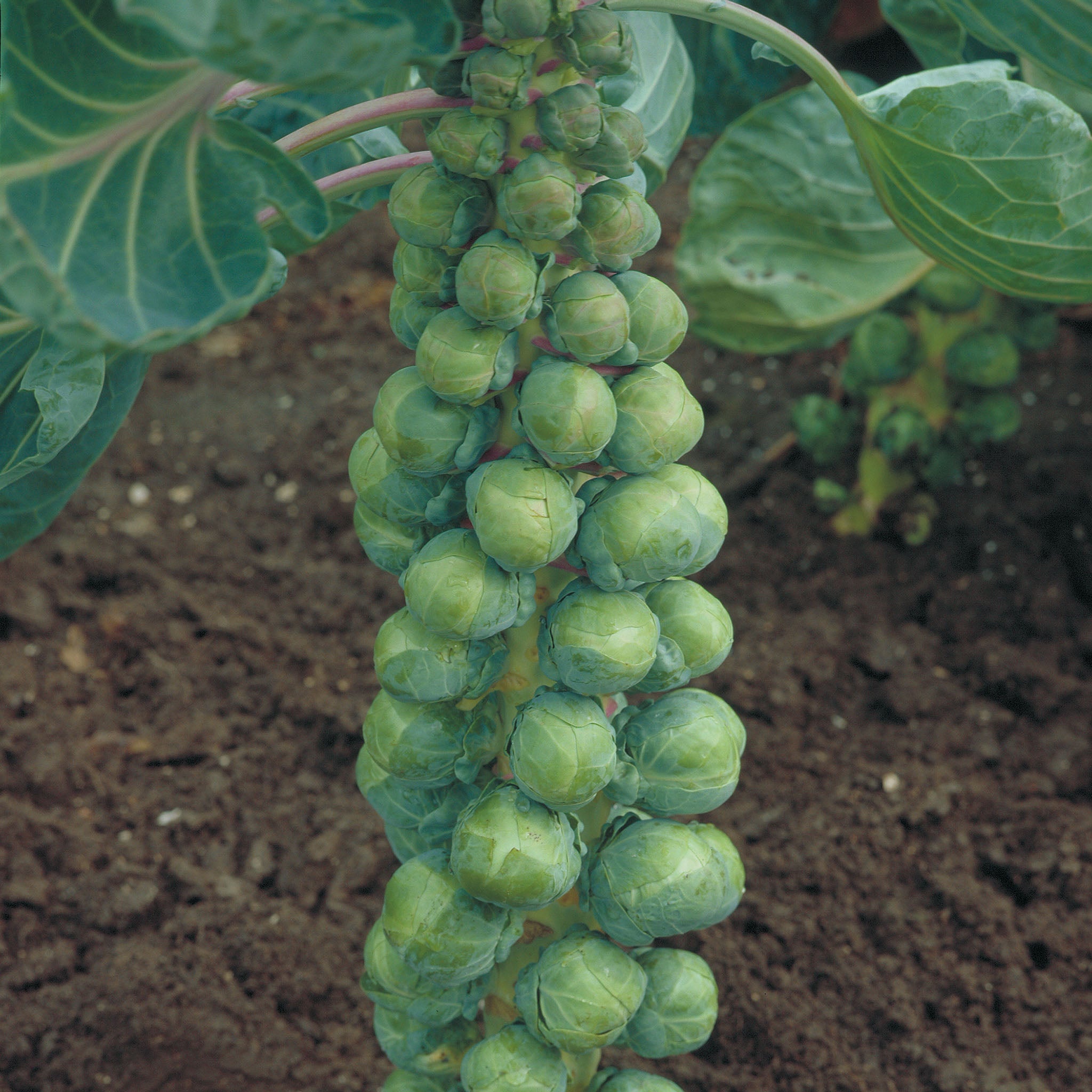 Confidant Brussels Sprouts Hybrid