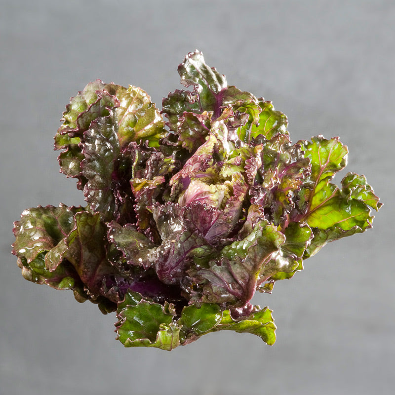 Autumn Star Untreated Kalette