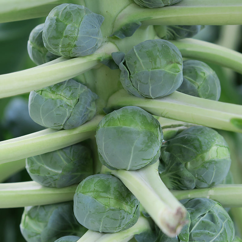 Scorpius Brussels Sprouts Hybrid