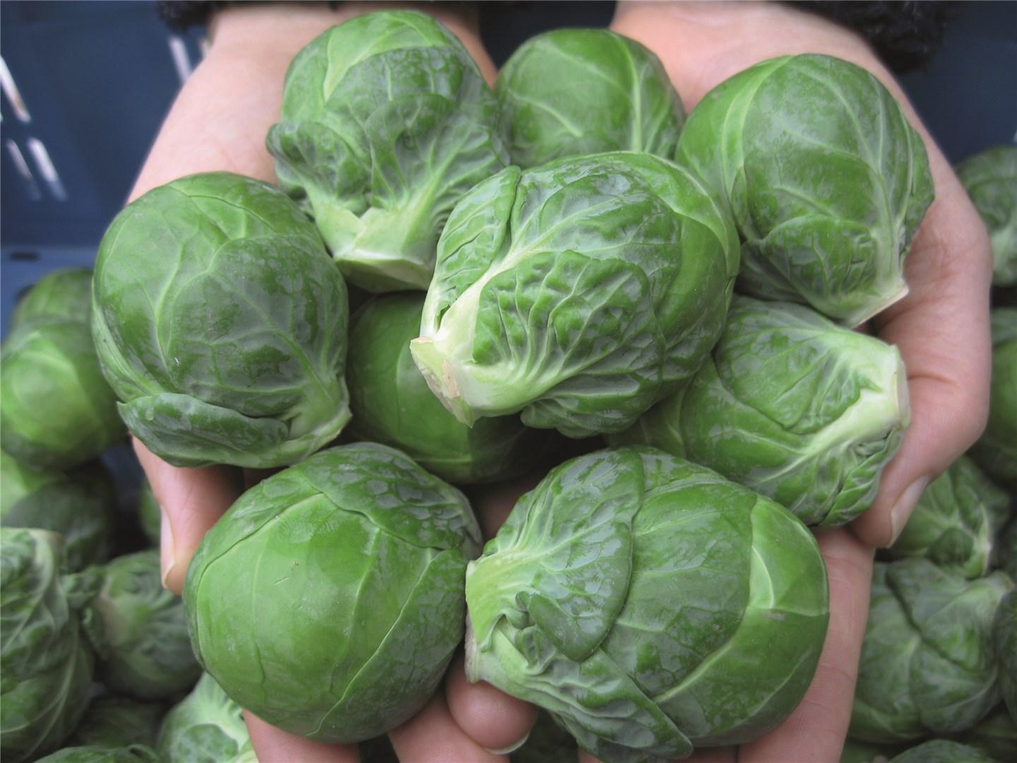 Marte Brussels Sprouts Hybrid